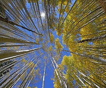 Sunburst and autumn Cottonwood (Populus sp) trees, Kebbler Pass, Colorado
