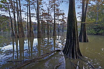 Bald Cypress (Taxodium distichum) trees, White River National Wildlife Refuge, Arkansas