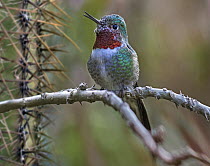 Broad-tailed Hummingbird (Selasphorus platycercus) male, Arizona