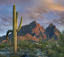Saguaro (Carnegiea gigantea) cacti, Ajo Mountains, Organ Pipe Cactus National Monument, Arizona