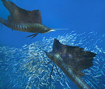 Atlantic Sailfish (Istiophorus albicans) pair hunting Round Sardinella (Sardinella aurita) school, Isla Mujeres, Mexico