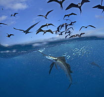 Atlantic Sailfish (Istiophorus albicans) and Magnificent Frigatebird (Fregata magnificens) flock hunting Round Sardinella (Sardinella aurita) school, Isla Mujeres, Mexico