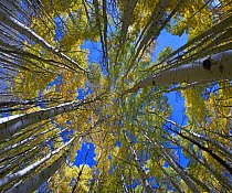 Cottonwood (Populus sp) trees, Kebbler Pass, Colorado
