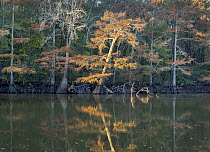 Bald Cypress (Taxodium distichum) trees in autumn, White River National Wildlife Refuge, Arkansas