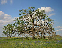 Southern Live Oak (Quercus virginiana) tree, Texas