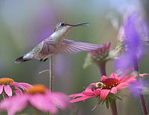 Ruby-throated Hummingbird (Archilochus colubris) female flying and calling above Bumblebee (Bombus sp), North America