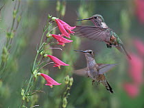 Ruby-throated Hummingbird (Archilochus colubris) females feeding on flower nectar, Texas
