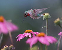 Ruby-throated Hummingbird (Archilochus colubris) feeding on flower nectar, Arkansas