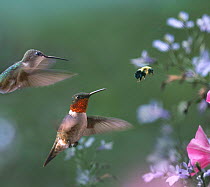 Ruby-throated Hummingbird (Archilochus colubris) female and male flying with Bumblebee (Bombus sp), Arkansas