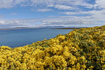 Flowers along coast, Saunders Island, Falkland Islands