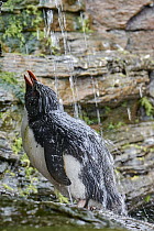 Rockhopper Penguin (Eudyptes chrysocome) bathing, Falkland Islands