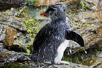 Rockhopper Penguin (Eudyptes chrysocome) bathing in freshwater, Falkland Islands