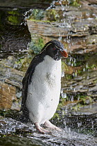 Rockhopper Penguin (Eudyptes chrysocome) bathing in freshwater, Falkland Islands