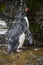 Rockhopper Penguin (Eudyptes chrysocome) bathing freshwater, Falkland Islands