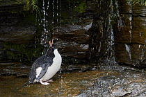Rockhopper Penguin (Eudyptes chrysocome) bathing under freshwater, Falkland Islands