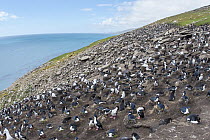 Blue-eyed Cormorant (Phalacrocorax atriceps), Black-browed Albatross (Thalassarche melanophrys), and Rockhopper Penguin (Eudyptes chrysocome) colony, Falkland Islands