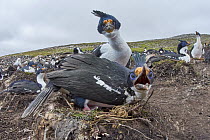 Blue-eyed Cormorant (Phalacrocorax atriceps) defending nest in colony, Falkland Islands