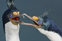 Blue-eyed Cormorant (Phalacrocorax atriceps) pair courting, Falkland Islands