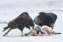 Striated Caracara (Phalcoboenus australis) and Turkey Vulture (Cathartes aura) feeding on Gentoo Penguin (Pygoscelis papua) carcass, Falkland Islands