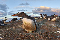 Gentoo Penguin (Pygoscelis papua) incubating egg on nest in colony, Falkland Islands