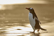 Gentoo Penguin (Pygoscelis papua) at sunset, Falkland Islands