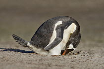 Gentoo Penguin (Pygoscelis papua) adjusting egg in nest, Falkland Islands