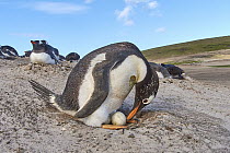 Gentoo Penguin (Pygoscelis papua) tending to egg on nest in colony, Falkland Islands