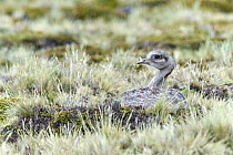 Lesser Rhea (Rhea pennata) juvenile hiding in grass, Argentina
