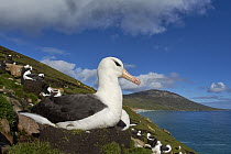 Black-browed Albatross (Thalassarche melanophrys) nesting colony, Falkland Islands