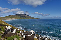 Black-browed Albatross (Thalassarche melanophrys) nesting colony on coast, Falkland Islands