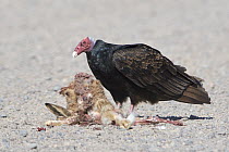 Turkey Vulture (Cathartes aura) feeding on Patagonian Mara (Dolichotis patagonum) carcass, Chubut, Argentina