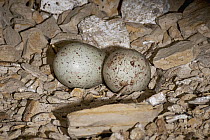 Turkey Vulture (Cathartes aura) eggs in nest, Chubut, Argentina