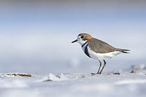 Two-banded Plover (Charadrius falklandicus), Chubut, Argentina