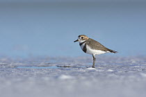 Two-banded Plover (Charadrius falklandicus), Chubut, Argentina