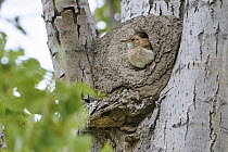 Rufous Hornero (Furnarius rufus) in nest cavity, Chubut, Argentina