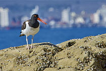 American Oystercatcher (Haematopus palliatus) with city in background, Puerto Madryn, Chubut, Argentina