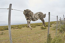 Geoffroy's Cat (Leopardus geoffroyi) hanging on fence after being killed by farmers, Chubut, Argentina