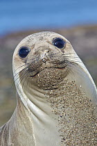 Southern Elephant Seal (Mirounga leonina) pup, Chubut, Argentina