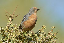 White-tipped Plantcutter (Phytotoma rutila) male, Chubut, Argentina