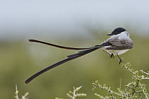 Fork-tailed Flycatcher (Tyrannus savana), Chubut, Argentina