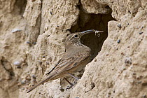Scale-throated Earthcreeper (Upucerthia dumetaria) with insect prey at nest cavity, Chubut, Argentina