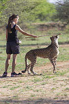 Cheetah (Acinonyx jubatus) being trained by staff member to be an ambassador, Cheetah Conservation Fund, Namibia