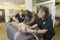 Cheetah (Acinonyx jubatus) conservationist, Laurie Marker, examining rescued cheetah, Cheetah Conservation Fund, Namibia