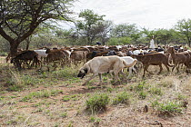 Anatolian Shepherd (Canis familiaris) livestock guarding dog, with Domestic Goat (Capra hircus) herd to protect them from predators, Cheetah Conservation Fund, Namibia