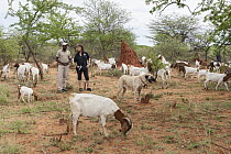 Anatolian Shepherd (Canis familiaris) livestock guarding dog, with Cheetah (Acinonyx jubatus) conservationist, Laurie Marker, and staff member in Domestic Goat (Capra hircus) herd, Cheetah Conservatio...