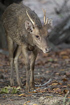 Timor Deer (Cervus timorensis) sub-adult male, Komodo National Park, Indonesia