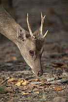 Timor Deer (Cervus timorensis) sub-adult male, Komodo National Park, Indonesia