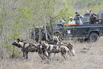 African Wild Dog (Lycaon pictus) watched by tourists, Sabi Sands Private Game Reserve, South Africa