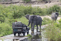African Elephant (Loxodonta africana) in defensive posture towards safari vehicle, Sabi Sands Private Game Reserve, South Africa