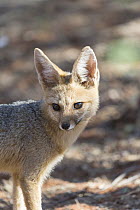 Cape Fox (Vulpes chama), Kalahari Desert, South Africa